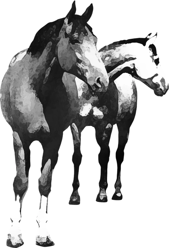 Centre équestre Balades à cheval en Creuse, Toulx-Sainte-Croix — deux chevaux